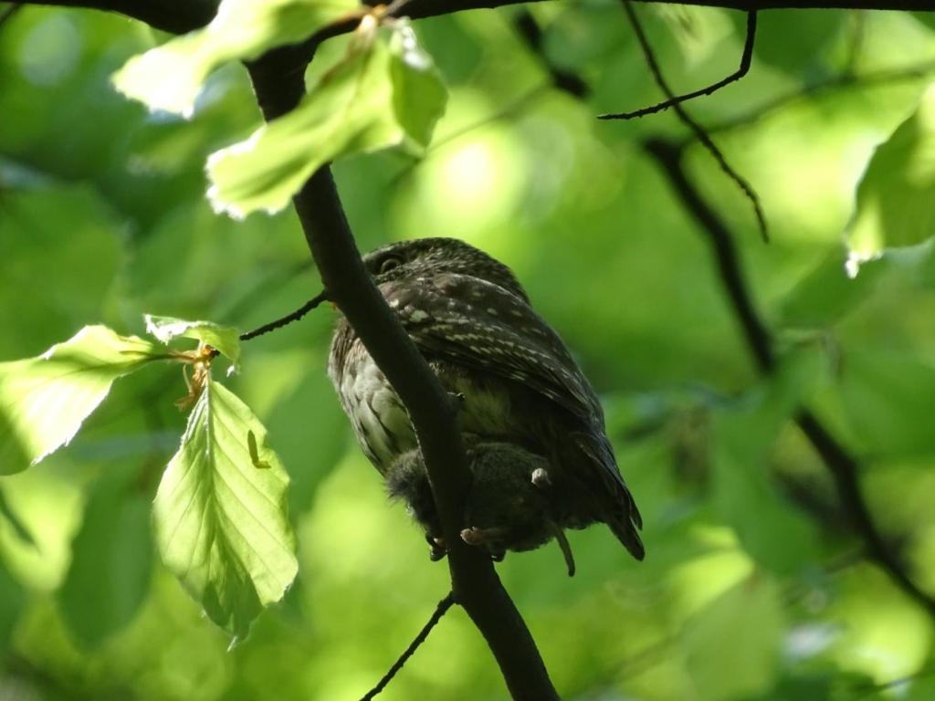 U Jadzi Pogorze Przemyskie Bircza Экстерьер фото